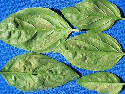 basil-dm-leaves-under-08_62